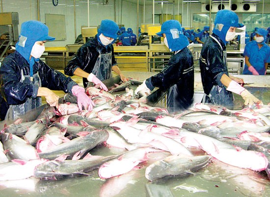 A tra fish processing plant in Tra Noc 2 Industrial Zone, Can Tho City (Photo: SGGP) A tra fish processing plant in Tra Noc 2 Industrial Zone, Can Tho City (Photo: SGGP)